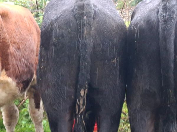 Angus Bullocks - Main image