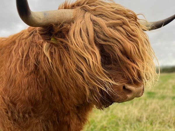 PB highland bull - Main image