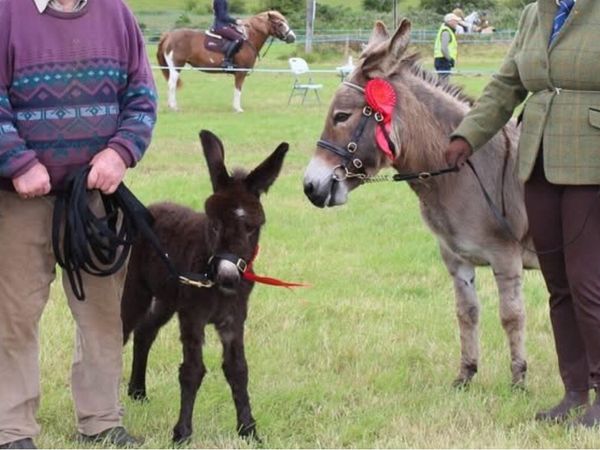 2017 Irish Donkey Mare - Main image