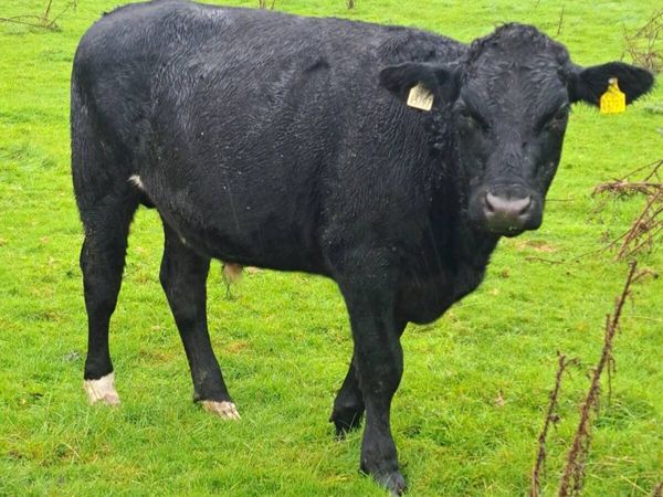 AA Bullocks - Main image