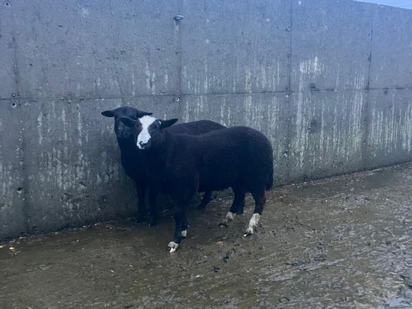 Spotted Dutch rams - Main image