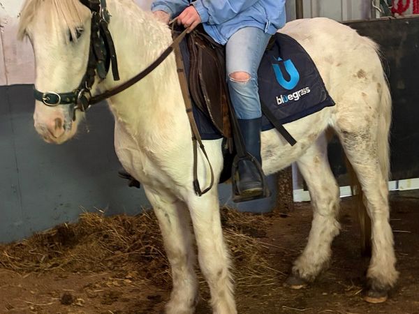 Palomino pony gelding 4 years old 12.1hh - Main image