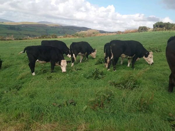4 & 5 star heifers - Main image