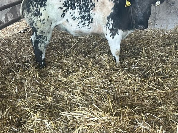 BBX heifer - Main image