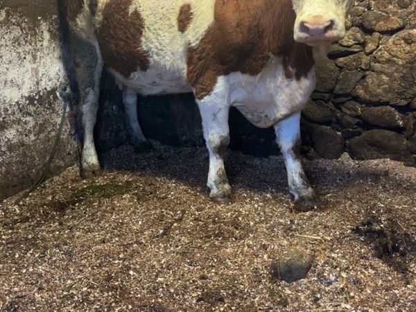 Pedigree registered Simmental cow and calf - Main image