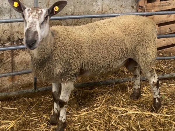 BFL Leister hogget ram - Main image