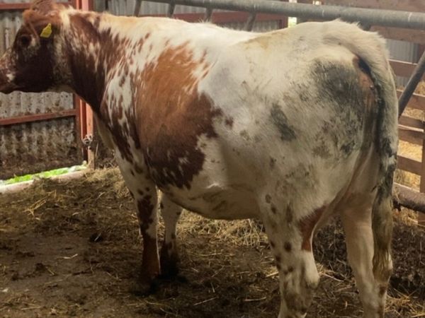 Incalf heifer - Main image