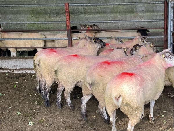 Suftex Hoggets - Main image