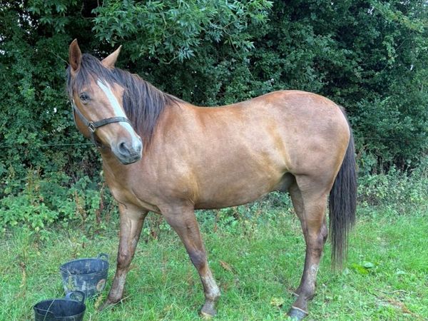 16.2hh 5yo Traditional Irish Sport Horse Gelding - Main image