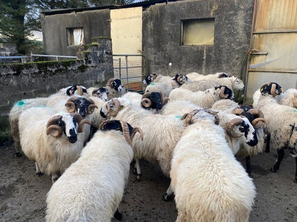 Mix of rams - Main image