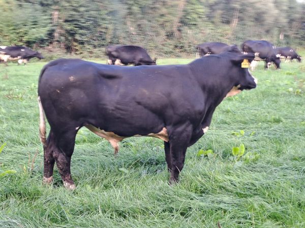 Young vasectomised bull - Main image