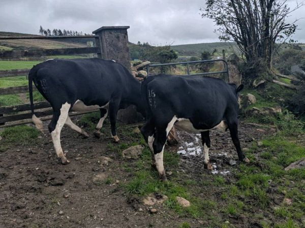 Bulling freisian heifers - Main image
