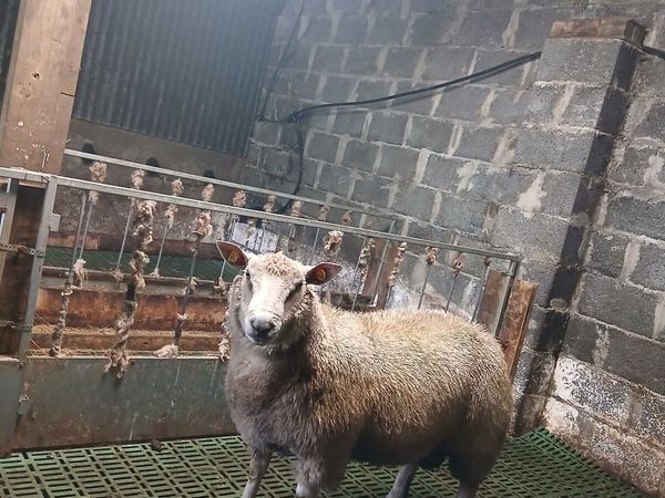 Ram - Main image