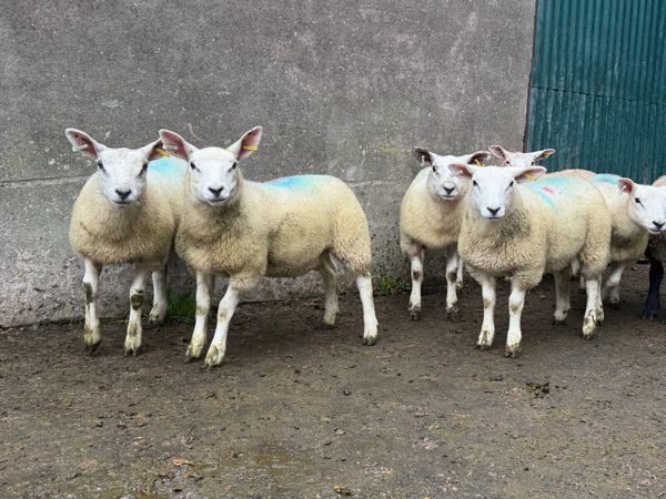 Ewe lambs - Main image
