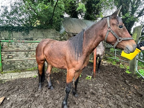 Filly - Main image