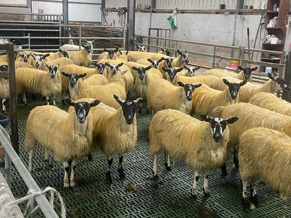 40 mule ewe lambs @ Coolaney Mart 3/10/26 - Main image