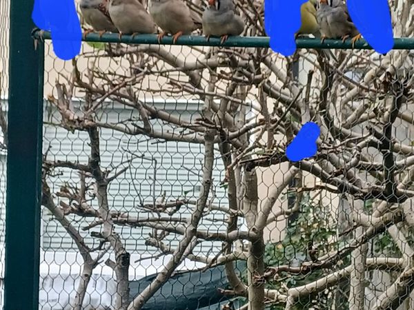 Zebra finches - Main image