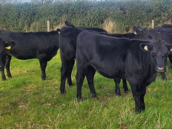 For Sale at Tuam Mart 5th October - Main image