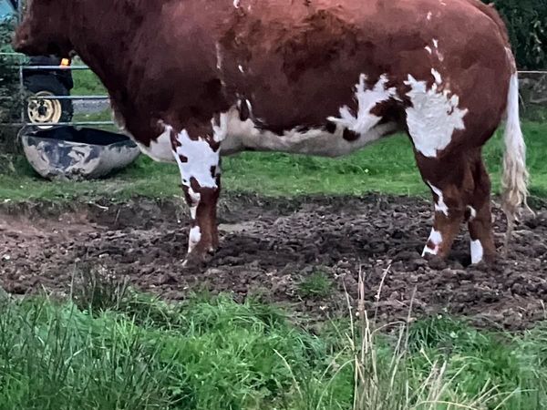 Belguim Blue and Limousin heifers - Main image