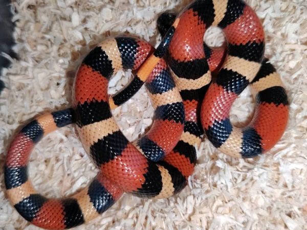 Milk Snakes - Main image
