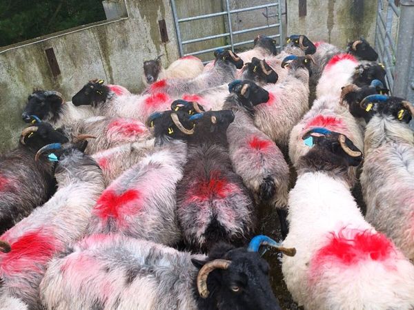 Sheep - Main image
