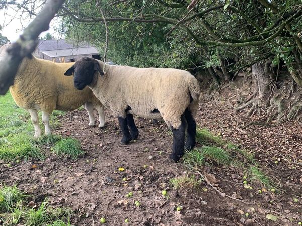 Suffolk 2 Year old ram - Main image