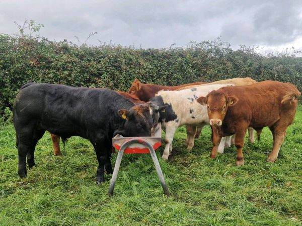 Bull weanlings - Main image