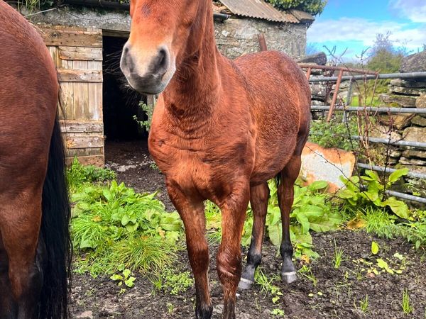 Colt Foal 6 months Old - Main image