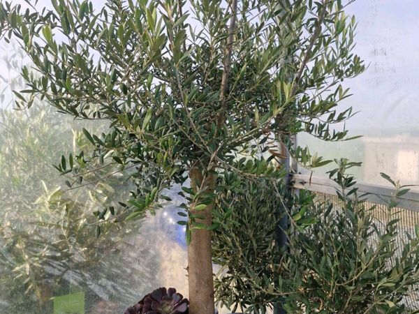 Olive tree - Main image