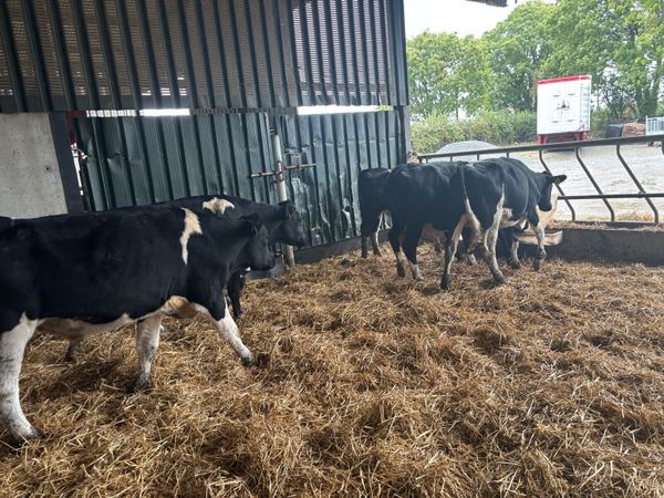 5 super 380 kg Frisian bullocks - Main image