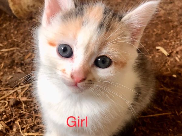 Kittens - Main image