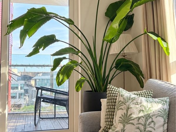 Birds of Paradise Plant - Main image