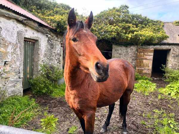Filly 2 year old - Main image