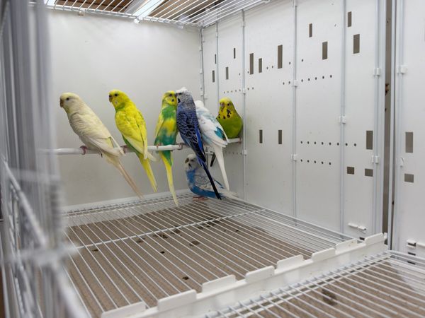Budgies - Main image