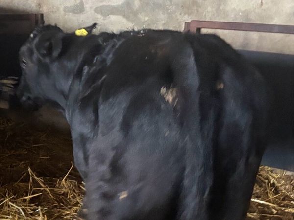 Weanlings - Main image