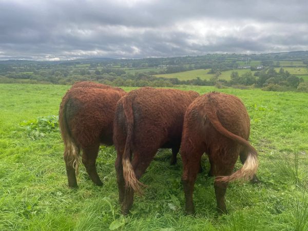 PBR SALER HEIFERS 5 STAR ⭐ - Main image