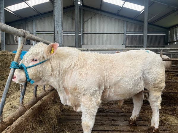 Charolais Bulls for Sale - Main image