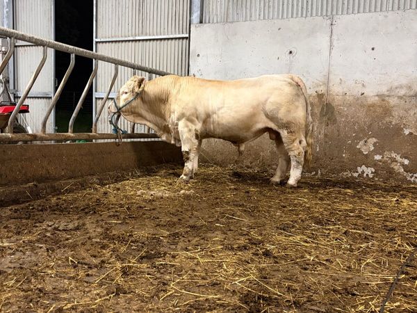 Charolais Bull for Sale - Main image
