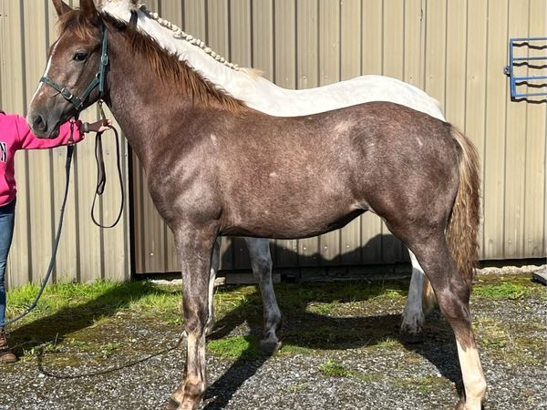 Irish Draught Foals - Main image
