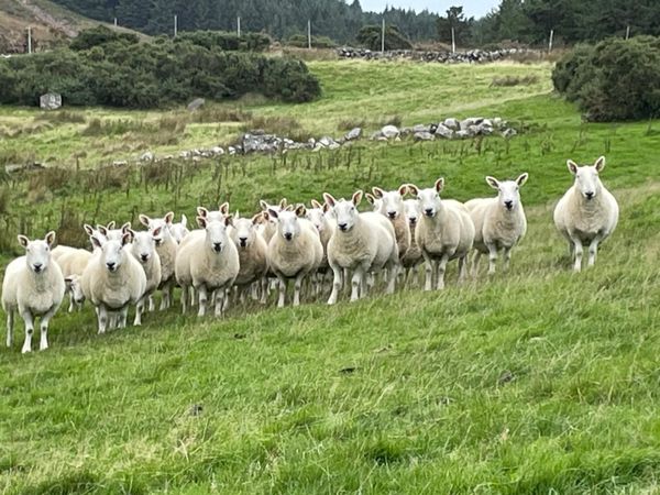 North Country Cheviot ewes - Main image