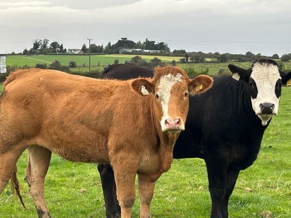 BREEDING HEIFERS - Main image