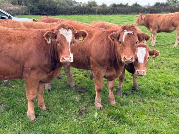 BREEDING HEIFERS - Main image
