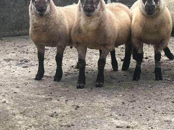 Suftex ram lambs - Main image