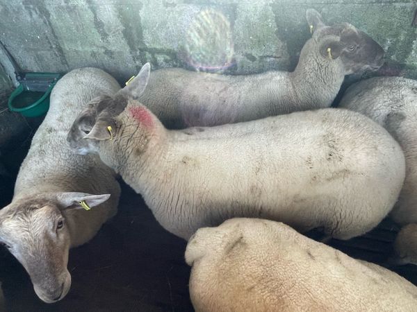 Sheep - Main image