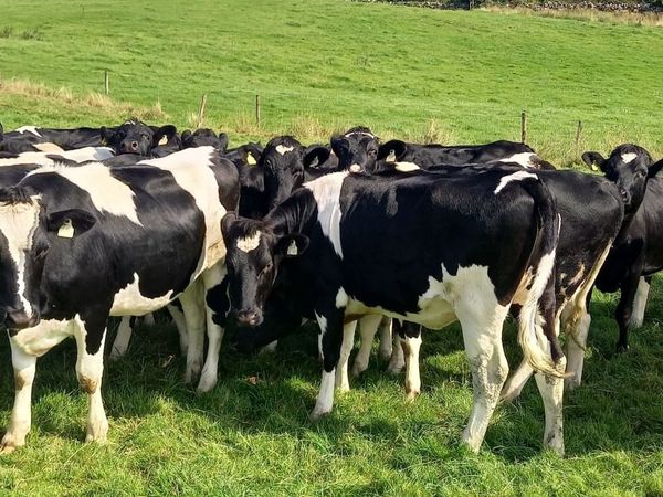 25 Pedigree Registered Heifers Scanned in Calf - Main image