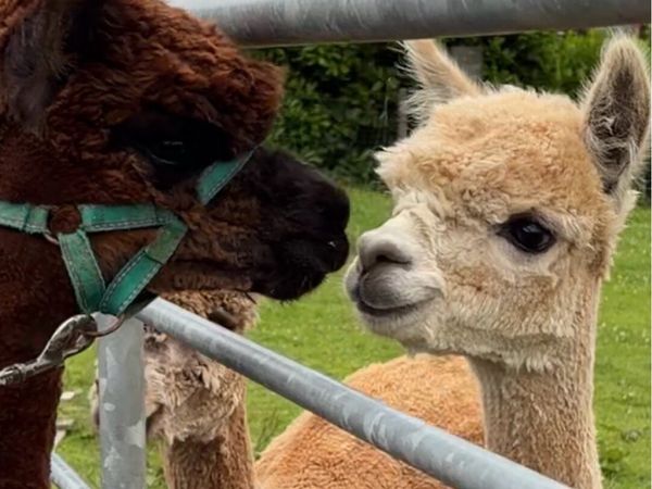 Alpaca females - Main image