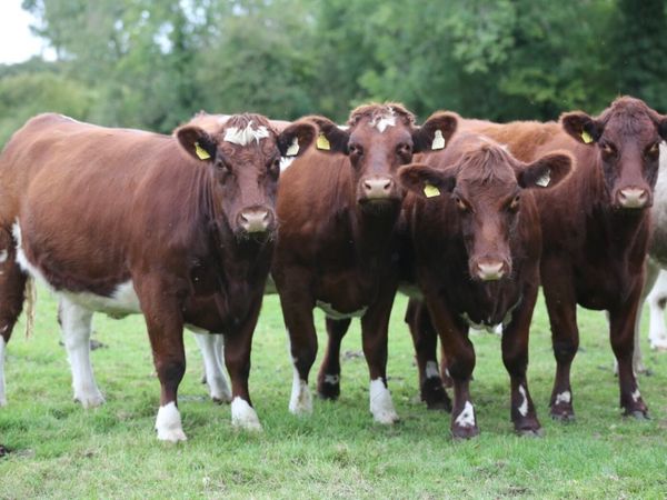 Shannonside Shorthorn Sale - Main image