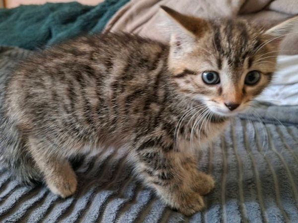 Kittens - Main image