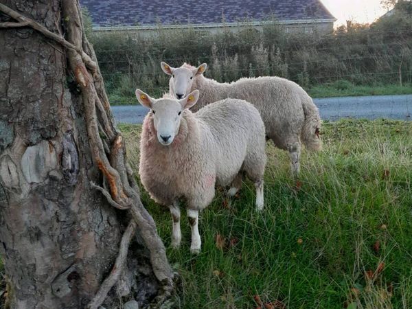 Wicklow Cheviot Ram lambs - Main image