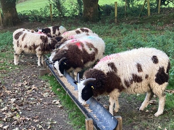 Pedigree Jacob Ewe Lambs - Main image